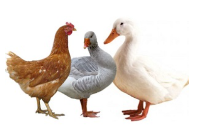 Pro drůbež