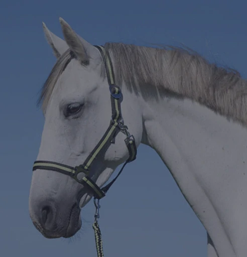 Nylonová ohlávka Hippo (více barev)