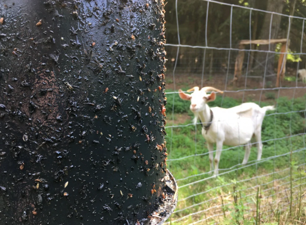 Past na ovády Sticky Trap - lepidlo 0,5l