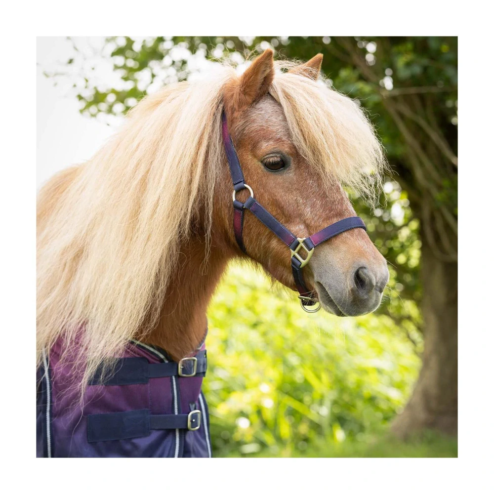 Ohlávkový set QHP Jaily S/S 2025, fialovo-modrý