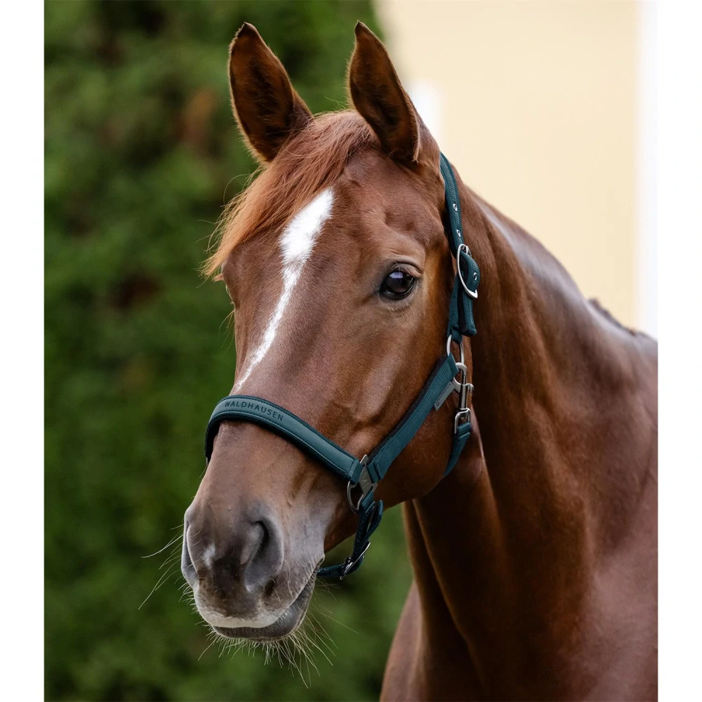 Ohlávka pro koně Waldhausen AW 2025/26 Athletic, petrolejová