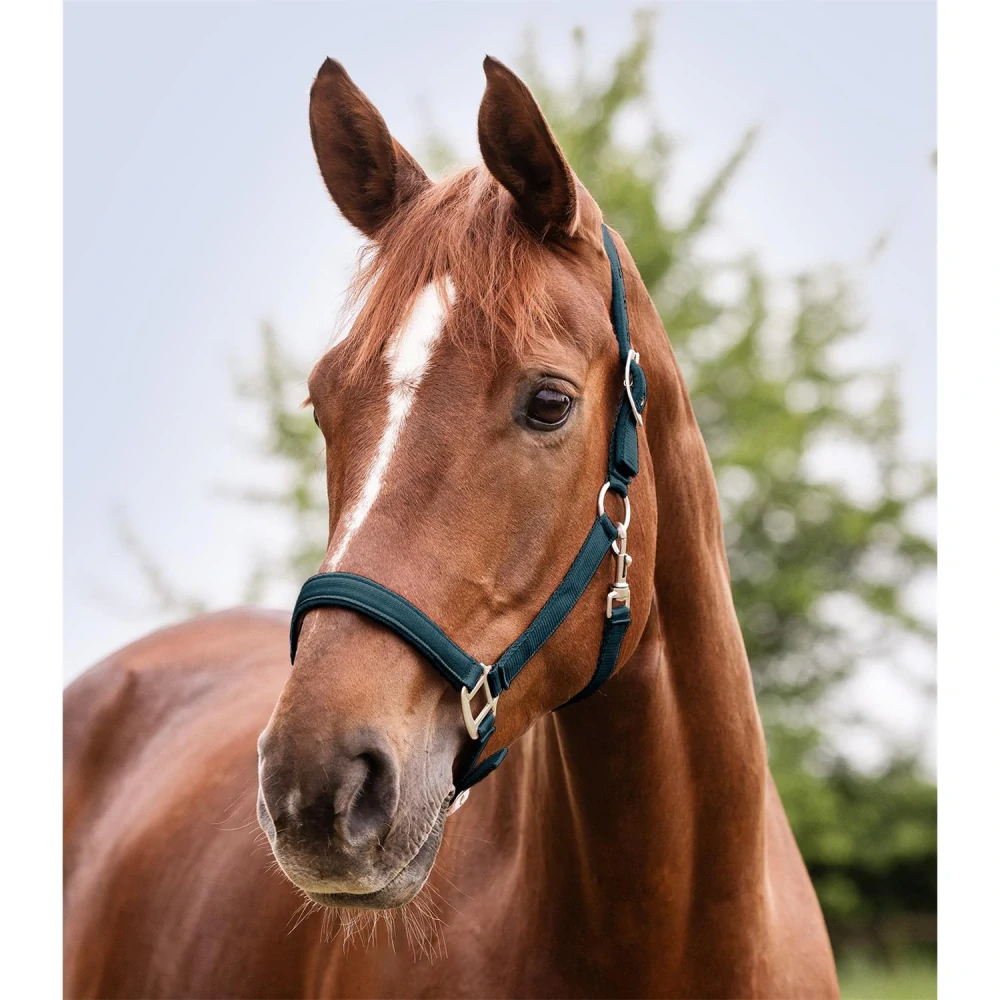 Ohlávka pro koně Waldhausen AW 2025/26 Satin, petrol