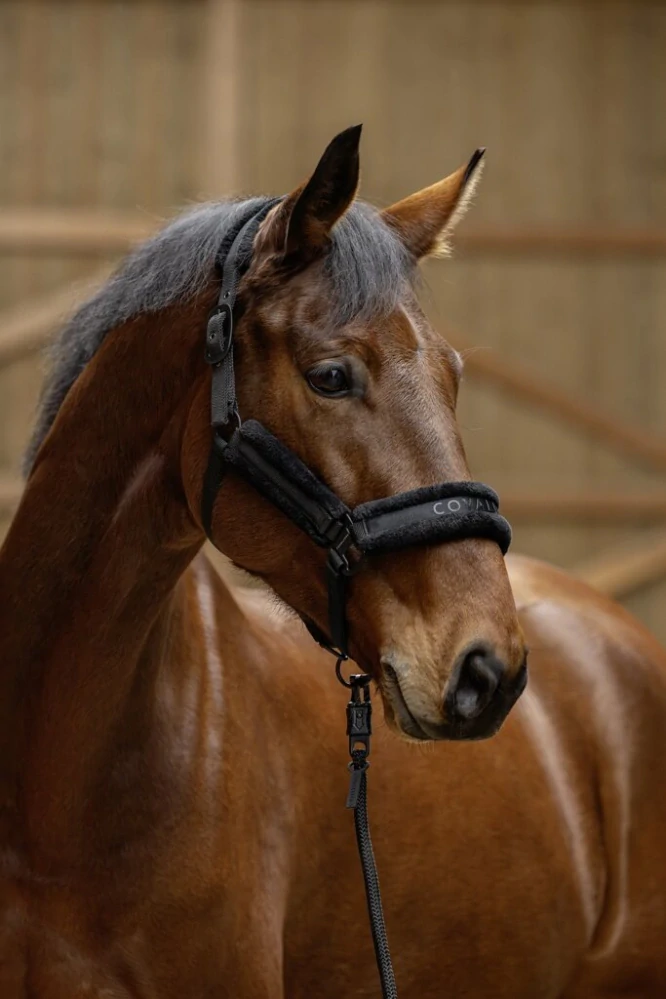 Ohlávka Covalliero A/W 2025, černá, vel. full