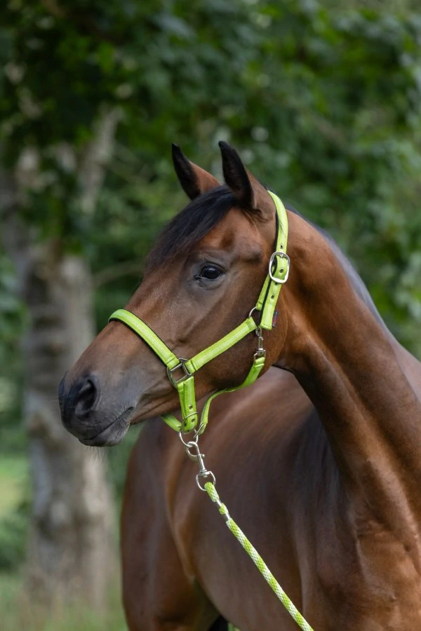 Nylonová ohlávka Covalliero Mustang, limetková