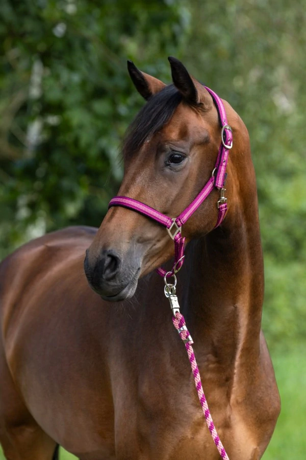 Nylonová ohlávka Covalliero Mustang, blackberry