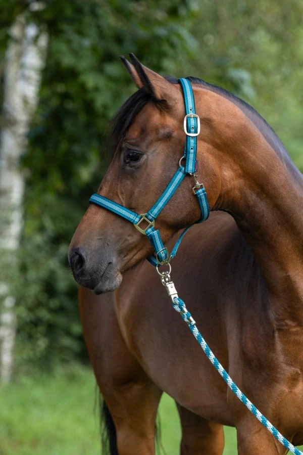 Nylonová ohlávka Covalliero Mustang, tyrkysová