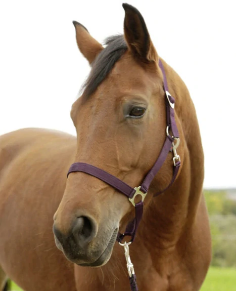 Nylonová ohlávka Hippo (více barev)