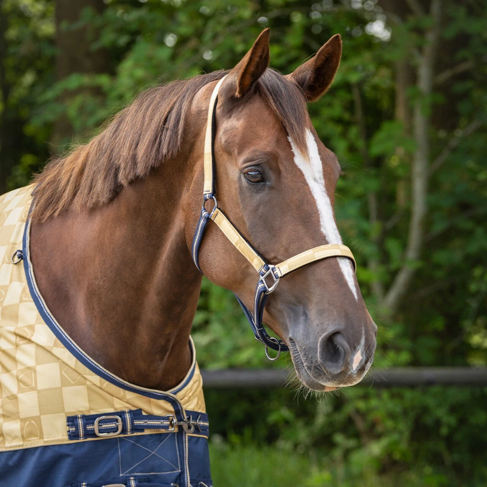 Ohlávkový set QHP S/S 2025 Sandy Beach, zlatý