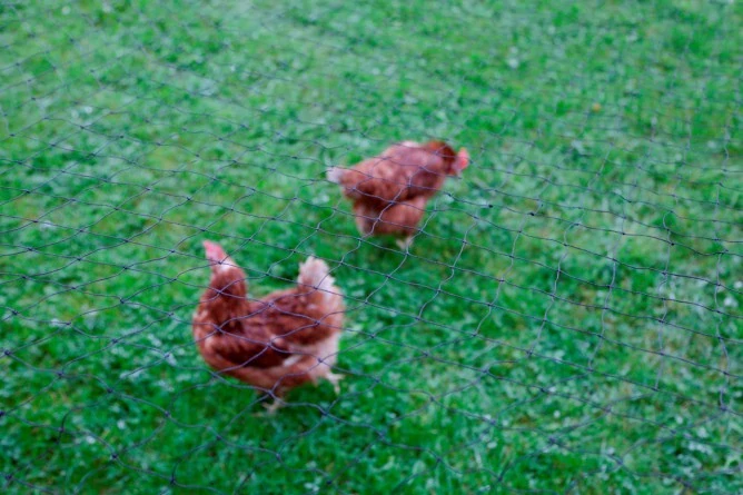 Krycí síť výběhu pro slepice, oko 3×3 cm - 5×10 m