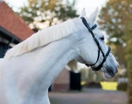 Lonžovací kožený obnosek QHP, černý