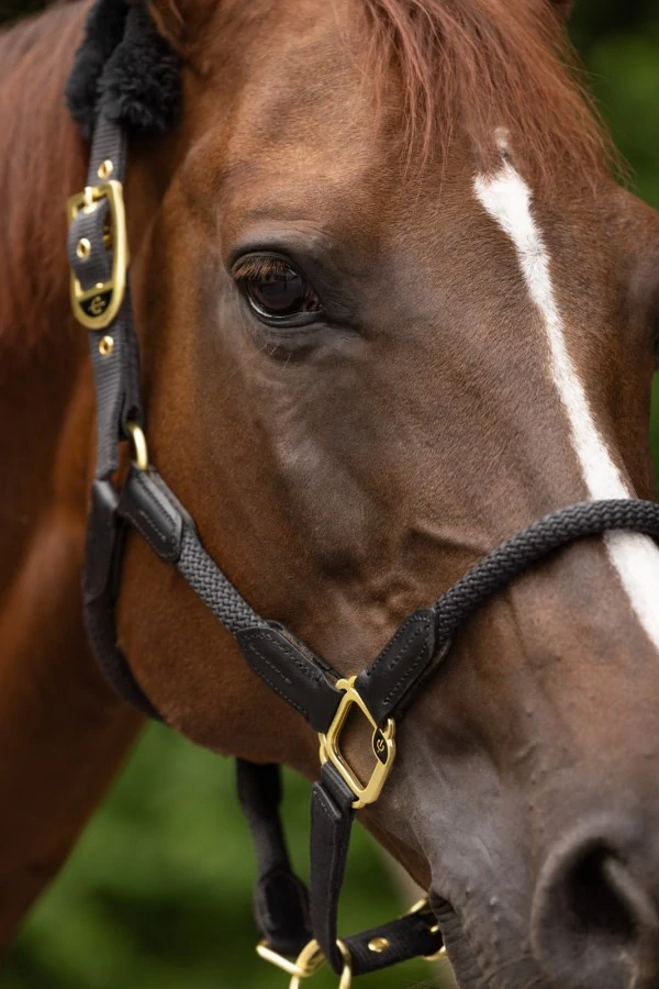 Ohlávka Covalliero Anniversary, tm. šedá