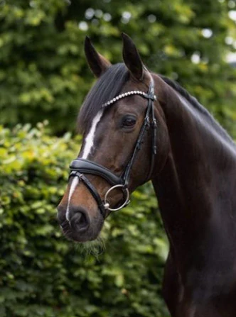 Uzdečka Horze Somerset, černá