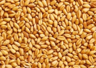Krmná pšenice (pytel 15 kg)
