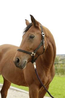 Nylonová ohlávka Hippo (více barev)