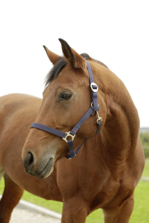 Nylonová ohlávka Hippo (více barev)