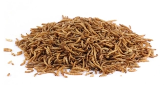 Sušený moučný červ 1kg