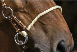 Side-Pull uzdečka Corde