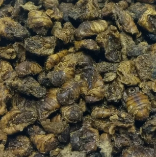 Sušený bourec morušový (kukly) 1kg