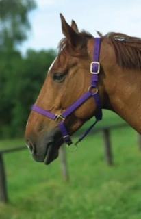 Nylonová ohlávka Norton, fialová