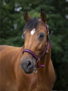 Nylonová ohlávka Norton, s neoprenem, černo-růžová