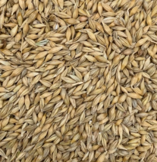 Krmný ječmen (pytel 50 kg)