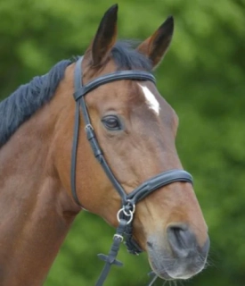 Kožená bezudidlová uzdečka ELT, černá